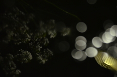 水鏡の夜桜