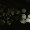 水鏡の夜桜