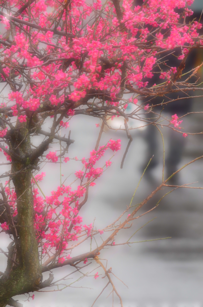 雨に濡れる紅梅