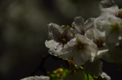 雨に濡れる夜桜