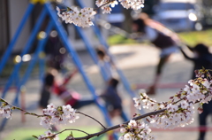 ブランコと桜