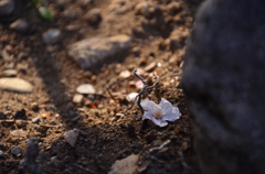 落ちた桜