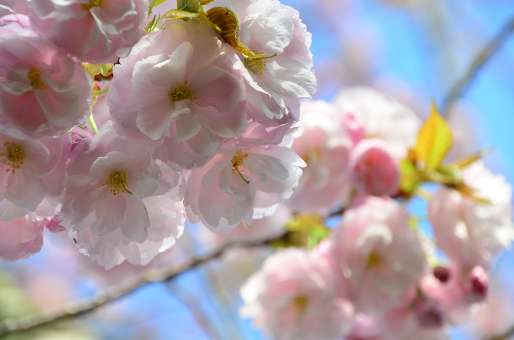 八重桜