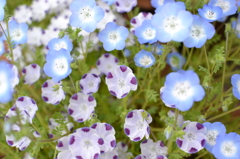 水玉の花・・・