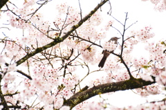 桜Ⅲ