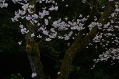 桜Ⅰ