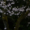 桜Ⅰ