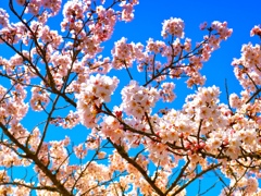 sakura2