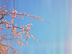 Japanese apricot