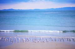 海鳥　仲良く休憩中