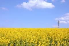 菜の花と青空