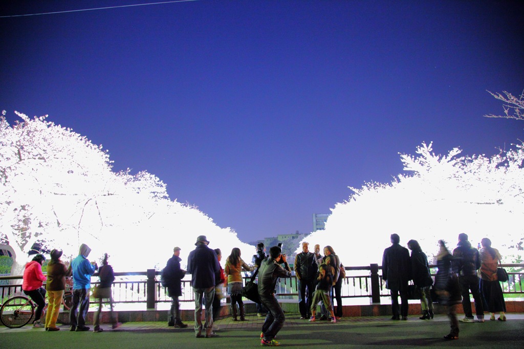 夜桜見物