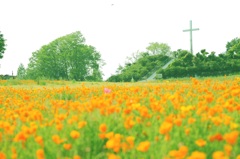 近所の花畑