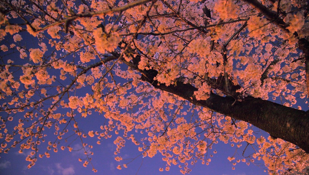 夜桜