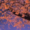 夜桜