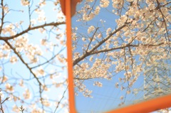 鏡の中の春