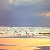海鳥　羽ばたく