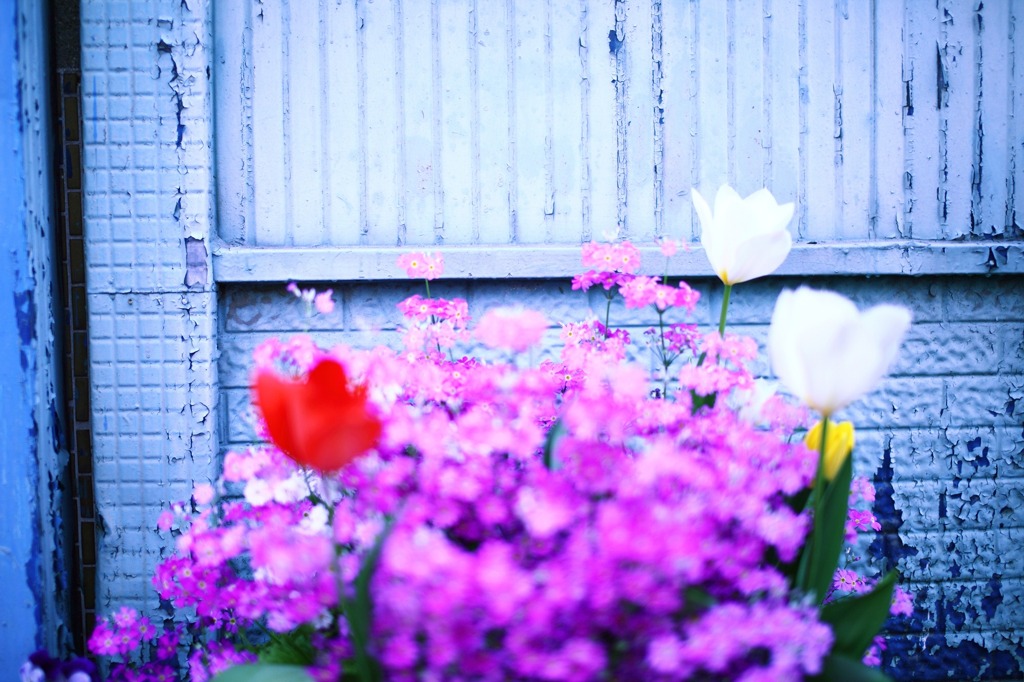水色の壁と花