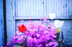 水色の壁と花