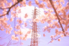 桜と鉄塔