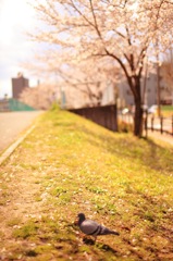 桜を撮りに近所の川沿いに