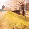 桜を撮りに近所の川沿いに