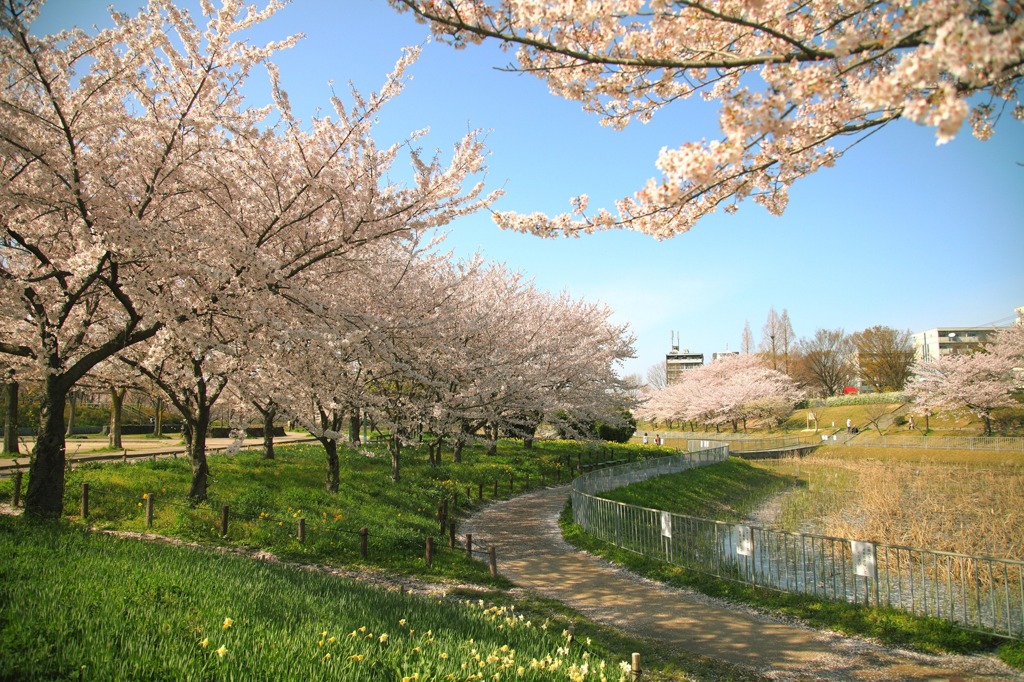 夢の様な近所の公園
