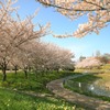 夢の様な近所の公園