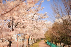 川沿いの桜道