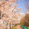 川沿いの桜道