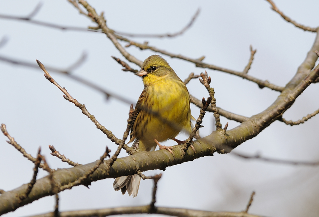 冬の野鳥図鑑、さくらとあおじ