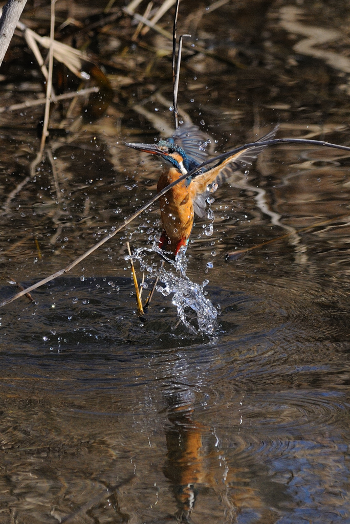 魚を落としちゃった・・・