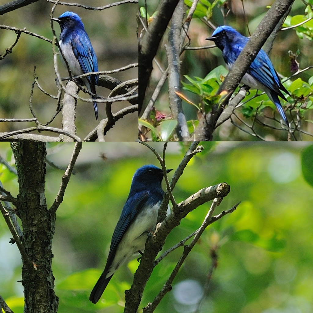 おやじの初夏の野鳥図鑑、オオルリ