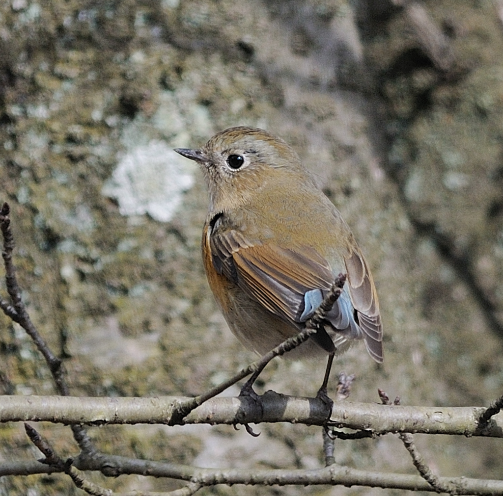 冬の野鳥図鑑、ルリ♀