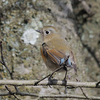 冬の野鳥図鑑、ルリ♀