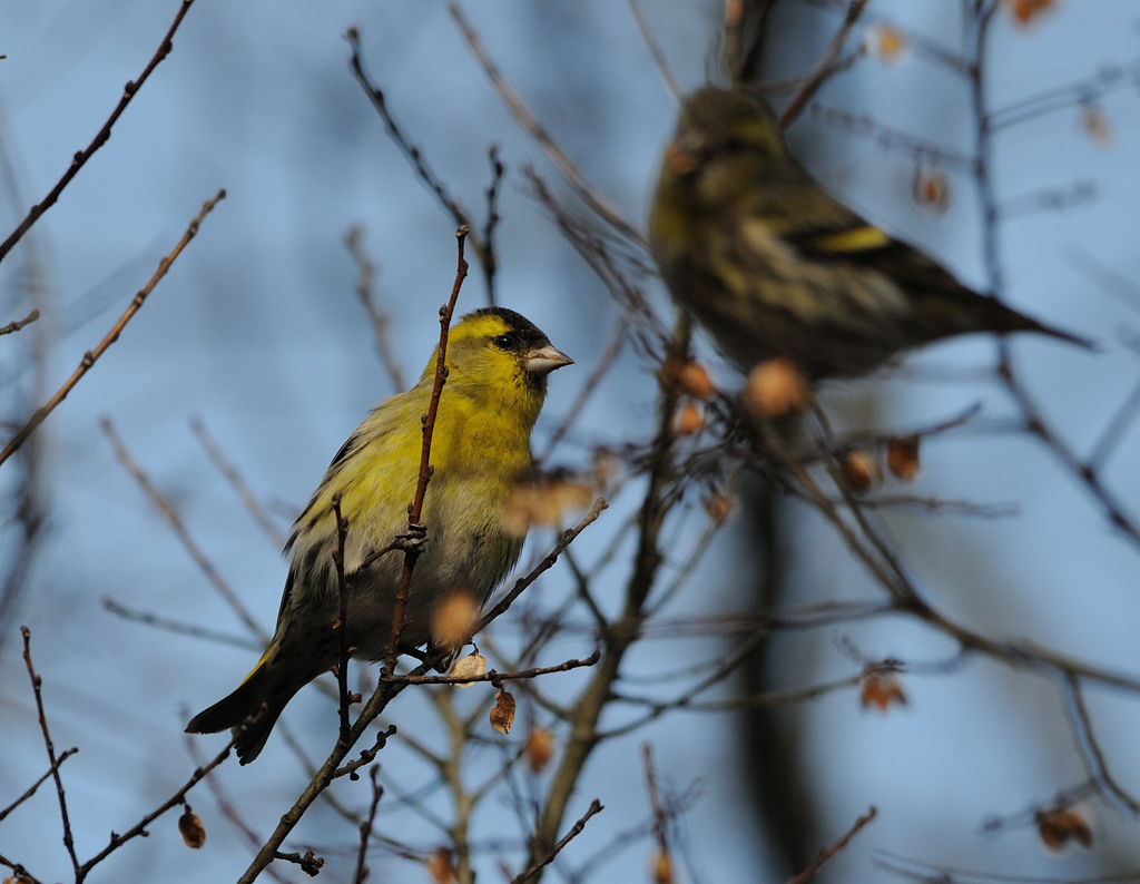 冬の野鳥図鑑、マヒワ