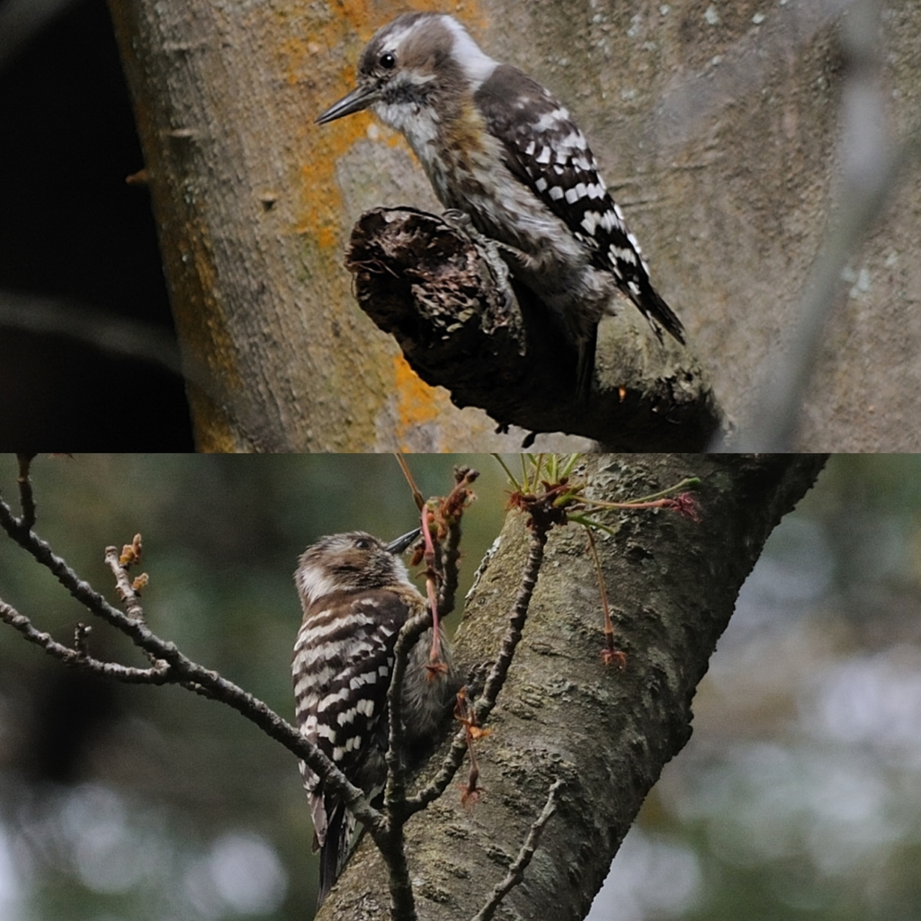 おやじの初夏の野鳥図鑑、コゲラっち