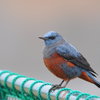 久しぶりに鳥撮りに行きました。イソヒヨ初見っす。