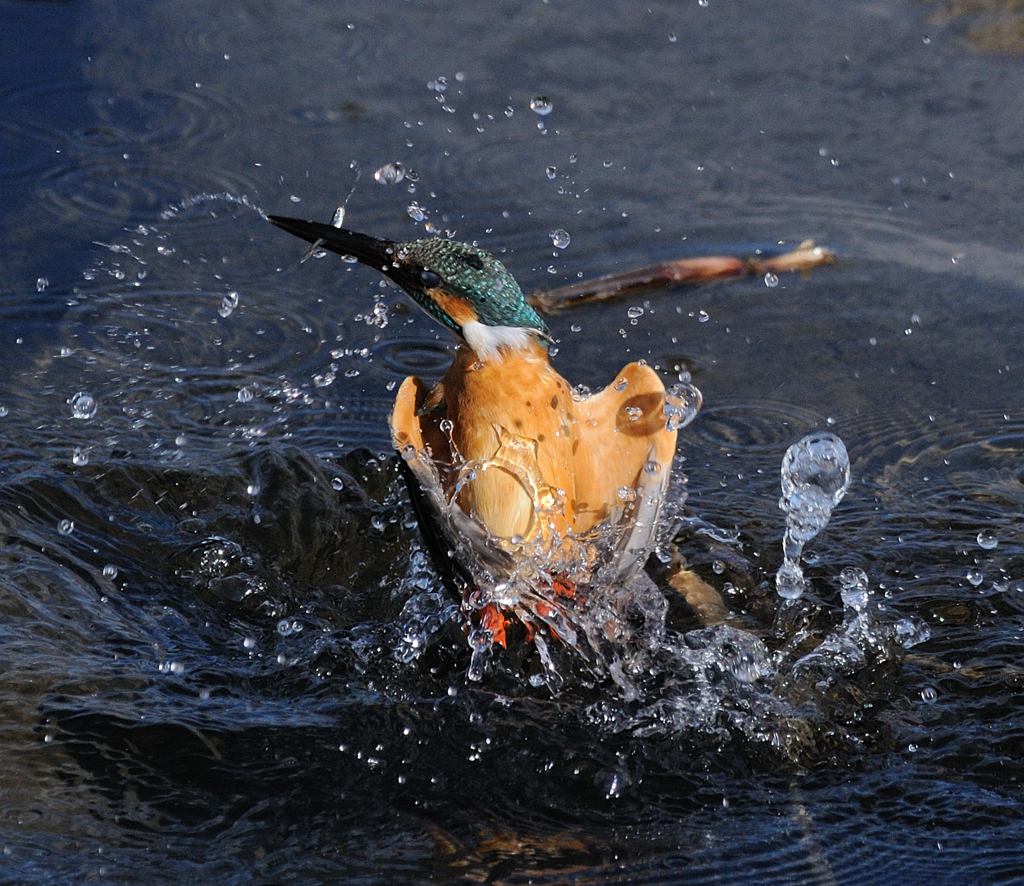 放水、始めぇ！