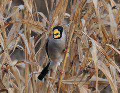 冬の野鳥図鑑、城みちる