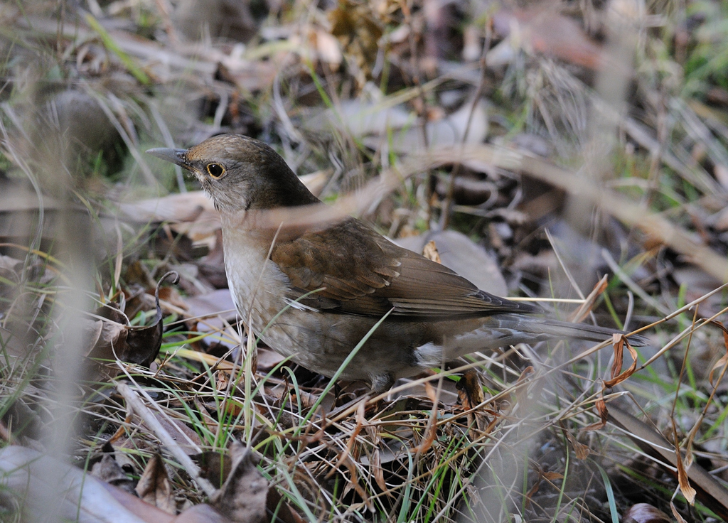 冬の野鳥図鑑、シロハラさん