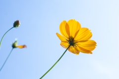 上向き
