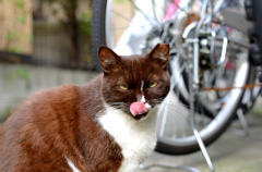 舌なめずり