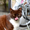 舌なめずり