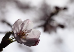 花一輪