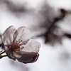 花一輪