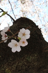 何か今年の桜はとても綺麗に見えます。