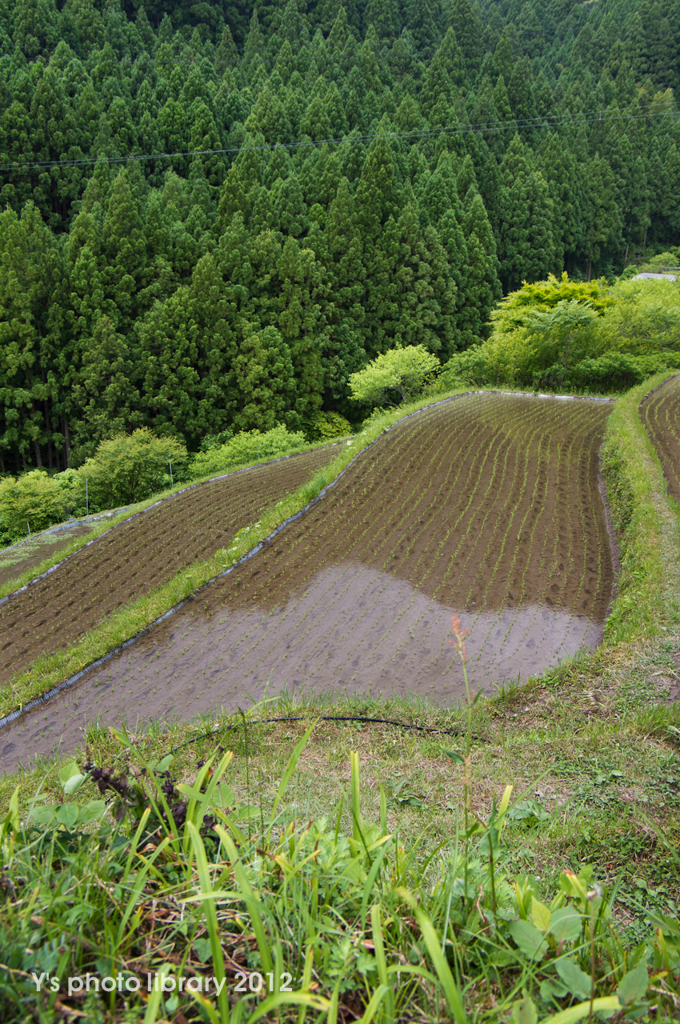 IMGP7451-2