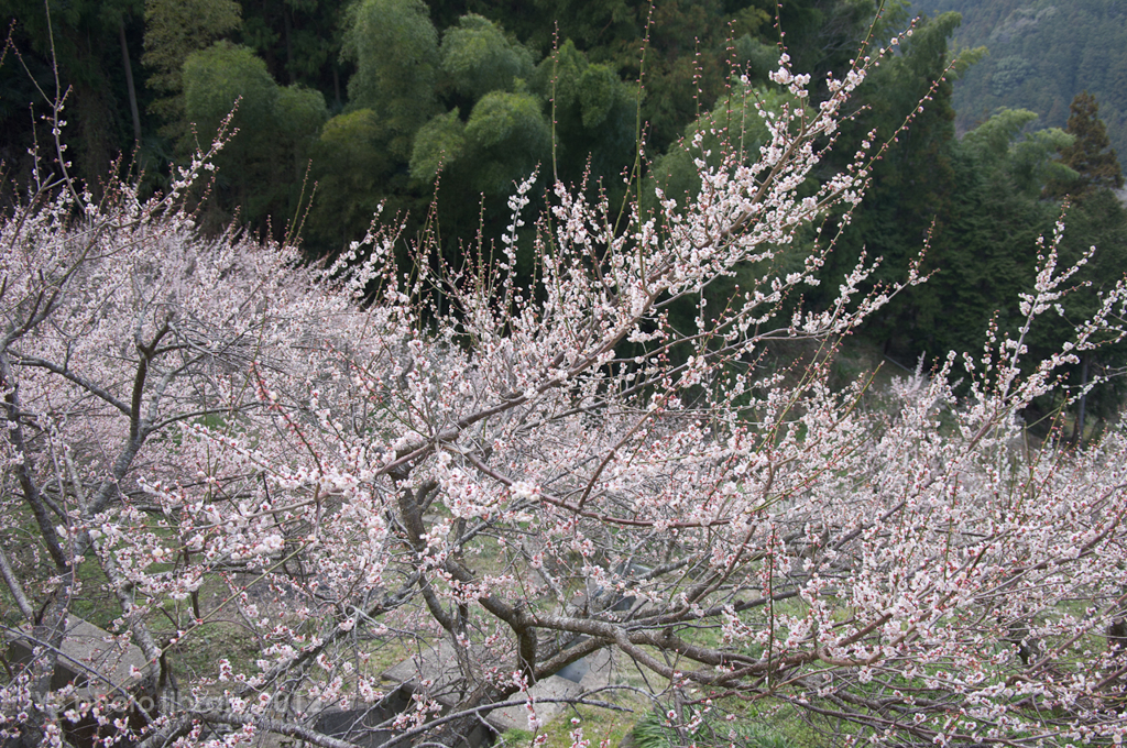 IMGP0901