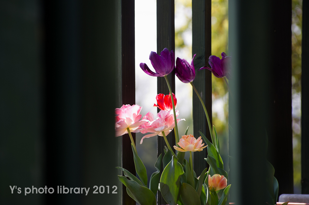 IMGP4013-2